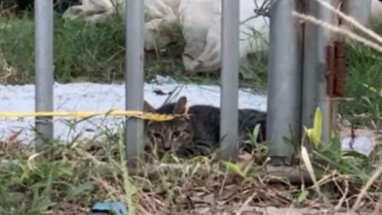 Kentucky Man Finds Terrified Cat Chained At Empty House And Decides To Give Her A Helping Hand