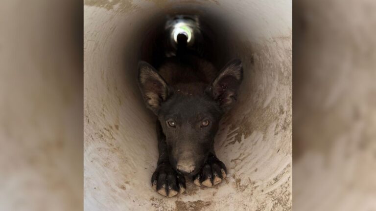 California Man Tracks Mysterious Sounds From Drain And Can’t Believe What He Sees