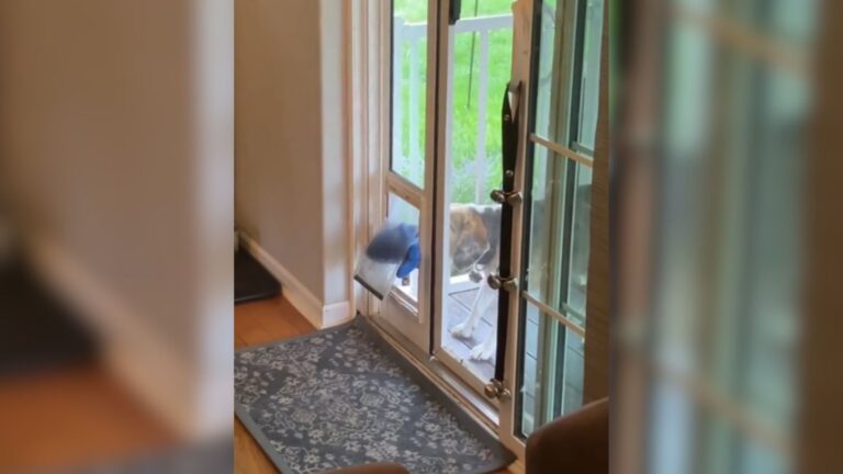 Iowa Homeowner Wakes Up To Unexpected Furry Intruder On A Special Mission