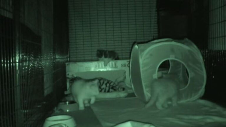 Florida Man Sets Up Night Camera To Monitor His Kittens And Catches A Heartwarming Surprise
