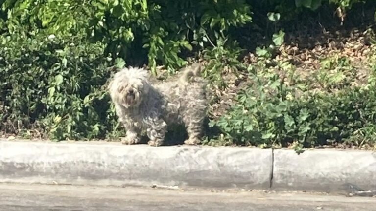 Three Matted Pups Hide In The Bushes In LA, Carrying More Pain Than Anyone Could See