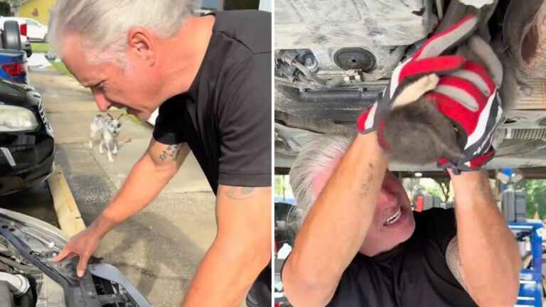 Georgia Mechanic Hears Tiny Cries And Discovers An Adorable Face Peeking From Car Engine
