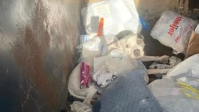 Michigan Police Investigate Dumpster Noise, Lift The Lid And Face A Heartbreaking Scene