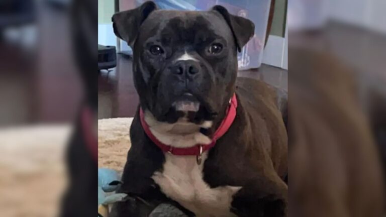 Oregon Shelter Dog Is Passed Over Again And Again For A Reason That Feels So Unfair