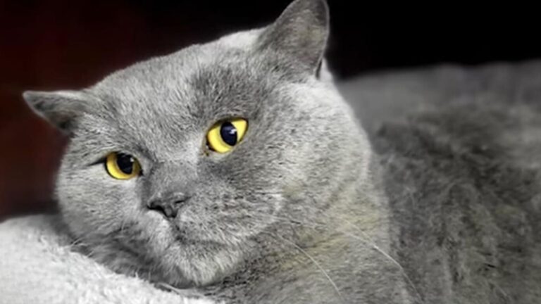 Terrified Cat Surrounded By Aggressive Dogs In Michigan Yard Gets Help At The Last Moment