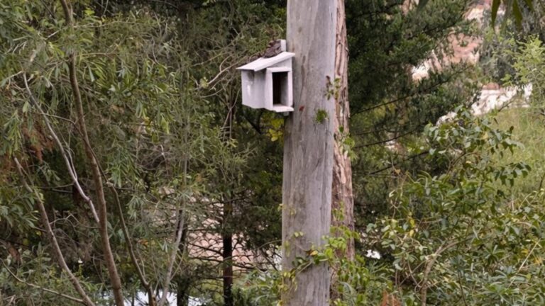 Georgia Man Built An Owl Nesting Box But Once He Peeked Inside, He Couldn’t Believe His Eyes