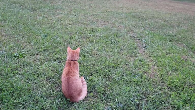 Missing Cat’s Incredible Trek Across West Virginia Reunites Him With Family After Two Months