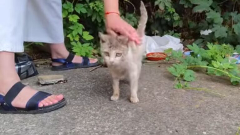 Georgia Woman Stops For A Cat Digging Through The Trash And Discovers A Heartbreaking Truth