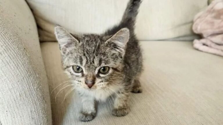 Tiny Kitten Arrives At Massachusetts Shelter And Instantly Proves She’s One Of A Kind