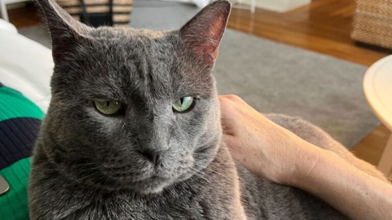 After Losing His Beloved Owner, California Cat Gets A Chance To Be Happy Again