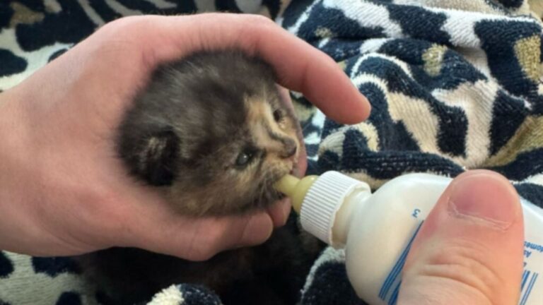 North Carolina Construction Workers Hear Crying In Drywall And Find Tiny Furball Trapped Inside