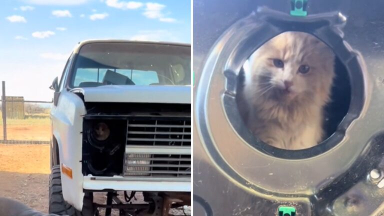 Arizona Family Stunned When They Find Their Cat’s Doppelgänger Hiding In Their Truck