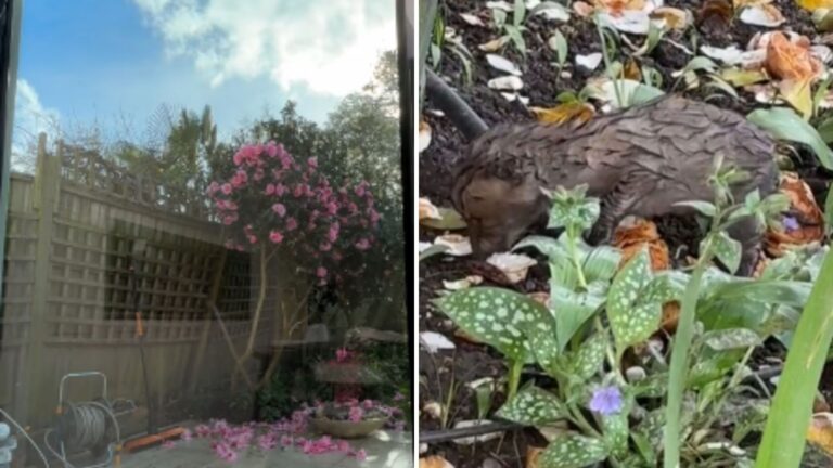 NY Woman Hears Strange Rustling In Her Flower Bed And Comes Face To Face With A Wild Visitor