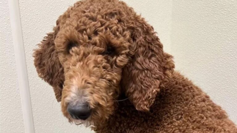 New York Woman Brings Home A Tiny Poodle Only To Discover A Shocking Surprise Just Days Later