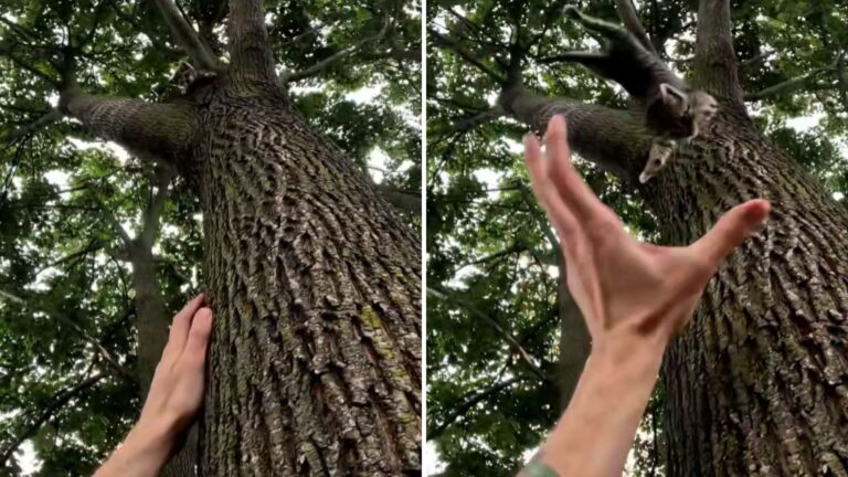New York Man Follows Faint Cries In A Tree Only To Find A Precious Little Soul Trapped In It