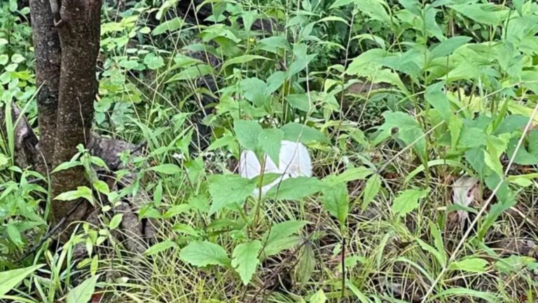 Illinois Couple Hears Something In The Bush And Finds A Creature They Never Expected They’d See