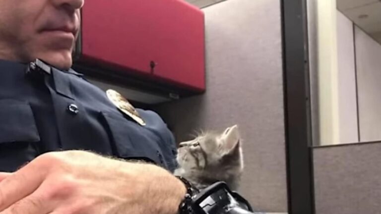 Florida Officer Hears Tiny Cries By A Streetlight And Discovers A Heartbreaking Scene