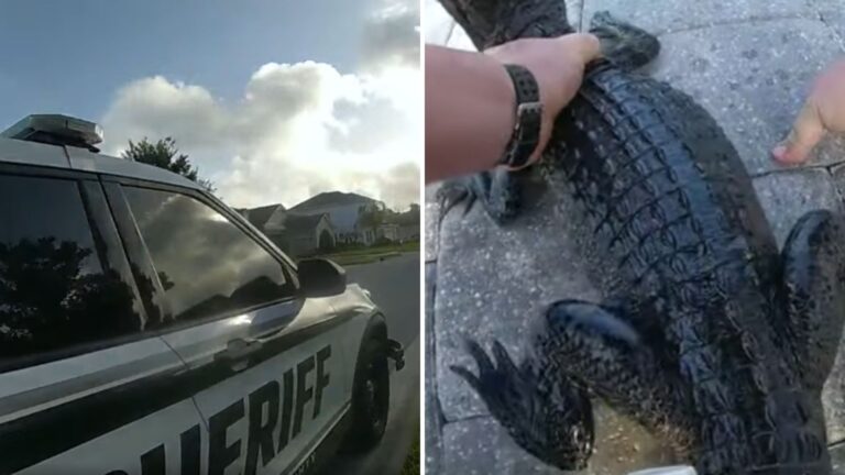 Florida Deputy Pulls Alligator From Woman’s Pool Using Only His Bare Hands