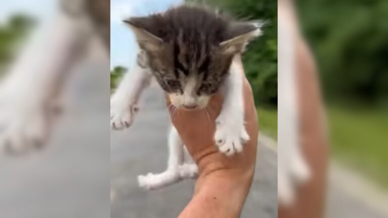 Ohio Man Spots Abandoned Kitten On The Road And Walks Right Into Unbelievable Trap