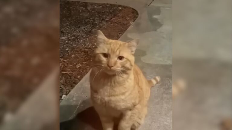 Orange Cat Comes To Woman’s Door In California And Refuses To Leave Until She Lets Him In