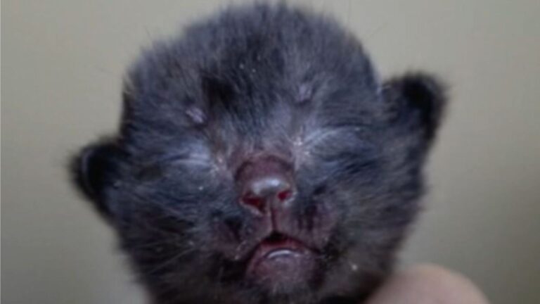 Tiny Kitten Dumped In Trash In California Had Moments Left To Live, But Then Came A Miracle