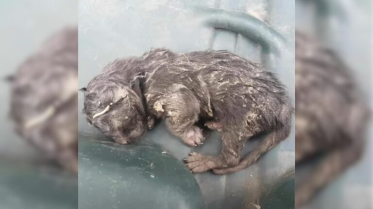 Tiny Kitten Dumped In Trash In California Gets Second Chance And Amazes Everyone