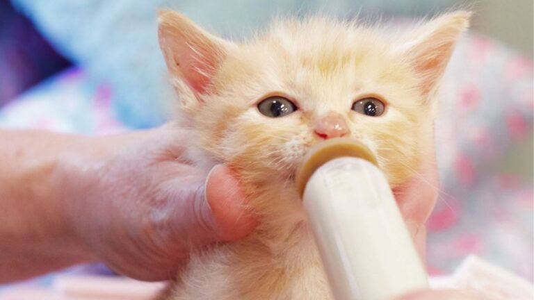 Girl Buys Unwanted Kitten At Flea Market In Texas, Then Finds Out She’s Hit The Jackpot