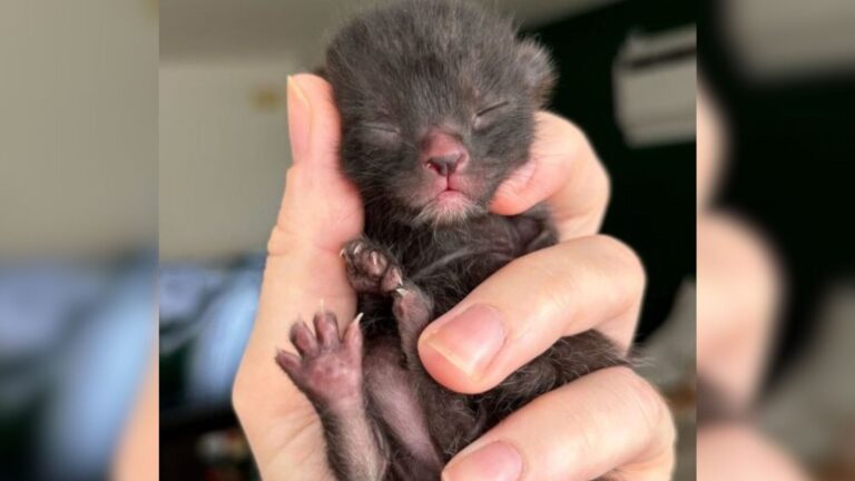 Hawaii Kitten Saved From Euthanasia Refuses To Let Go Of Her Hero