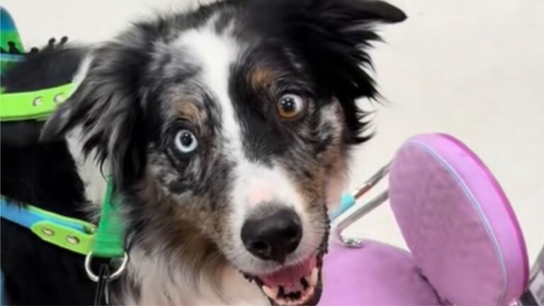 Wisconsin Woman Asks Her Service Dog To Find A Chair, What He Does Leaves Everyone Laughing