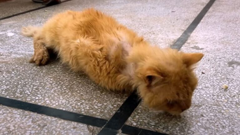 Cat Lying On Ohio Roadside Takes His Final Breaths While Passersby Remain Silent