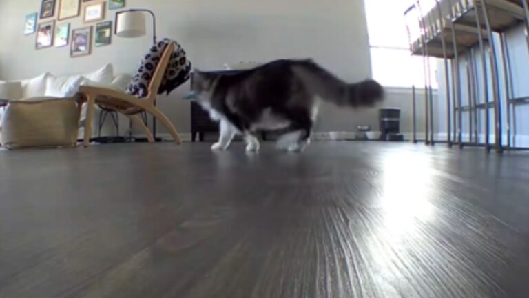 Florida Family Almost Turns Back From Vacation After Seeing What Their Cat Did On Pet Cam