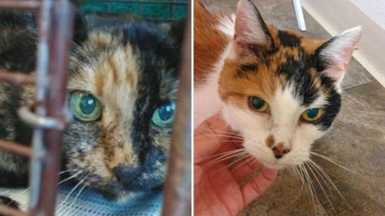 San Diego Couple Adopts Two Bonded Rescue Cats And Makes Their Golden Years Truly Golden