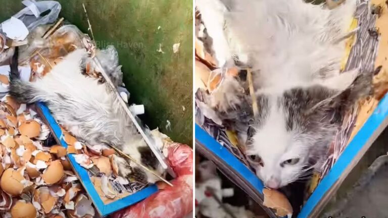 Texas Pet Shop Owner Opens Trash Bin And Makes A Disturbing Discovery