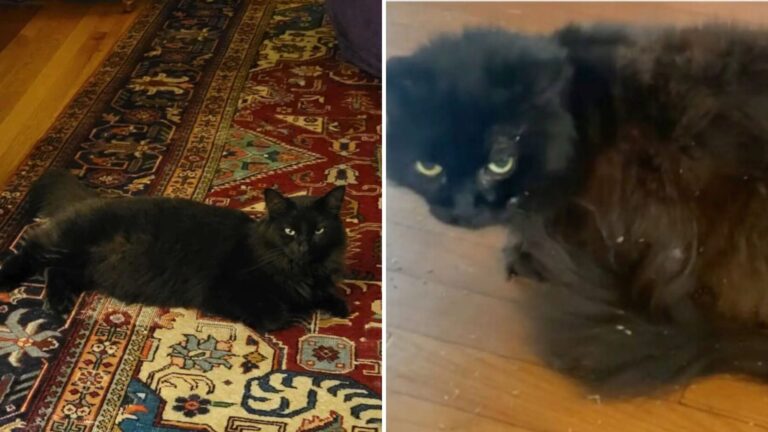 NY Pet Sitters Start Panicking When One Of Their Cats Gets Lost, Then Two Identical Cats Show Up