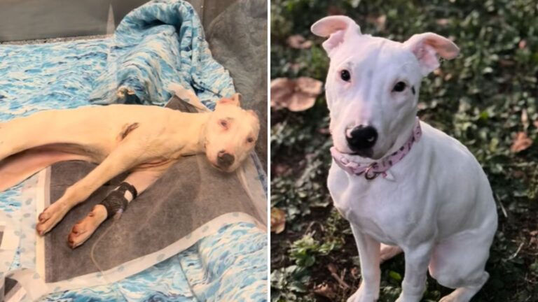 Ohio Dog Paralyzed From Neglect Finally Gets Into Loving Hands And Blossoms Into Joy