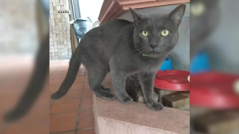 Texas Woman Can’t Believe Her Cat Has Been Sneaking Out And Living A Secret Double Life