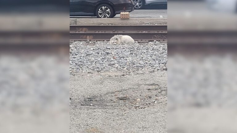 LA Woman Finds A Dog Curled Up On A Gravel Near Train Tracks And Decides To Step In