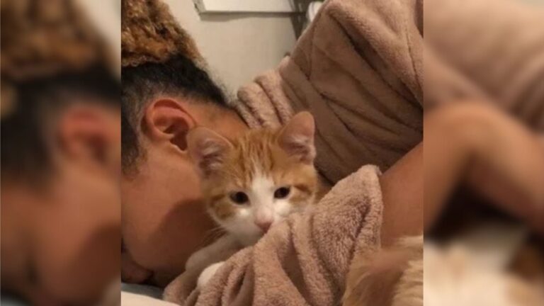 Colorado Woman Steps In To Help Find A Home For A Stray Kitten And Makes A Forever Friend