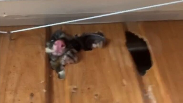 Texas Homeowner Lifts A Picture Frame Hanging On The Wall And Suddenly A Tiny Face Pops Out