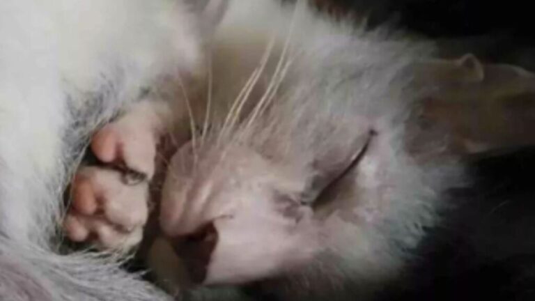 North Carolina Cat Gives Birth To A Kitten So Unique That It Turns Heads Everywhere