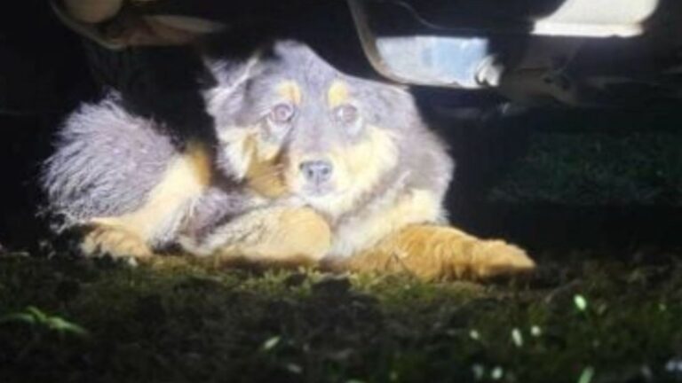 Washington Woman Hears Odd Sounds Under Her Car And Melts When She Finds The Source