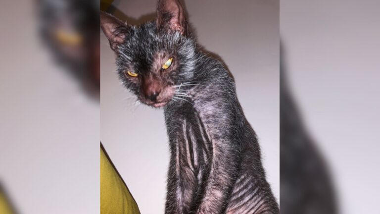 Meet The ‘Werewolf’ Cat From Virginia That People Can’t Stop Talking About