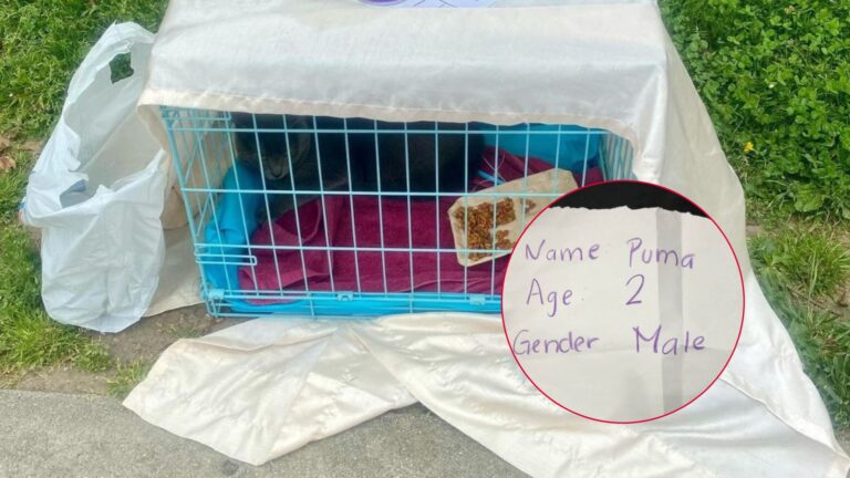 Woman Discovers Mysterious Cage In California Park And Can’t Believe What’s Inside