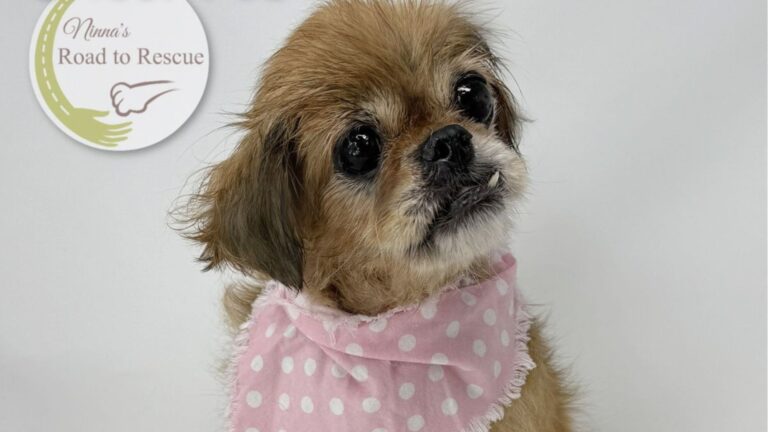 Pup Heartbroken After Her Human Leaves Her At Louisiana Shelter After A Lifetime Together