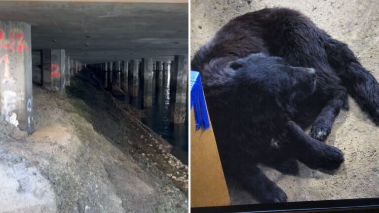 Terrified Puppy Left At California Recycling Center Spends A Month Hiding Under Bridge