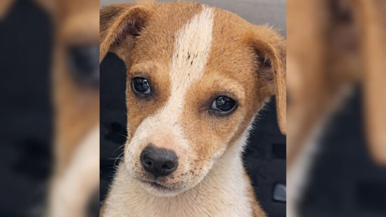 Three Tiny Puppies Abandoned At Massachusetts Construction Site Are Finally About To Feel Love