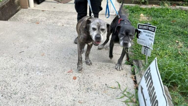 Pups Left Tied Outside NJ Shelter Hope It’s Only A Mistake And Their Human Will Come Back