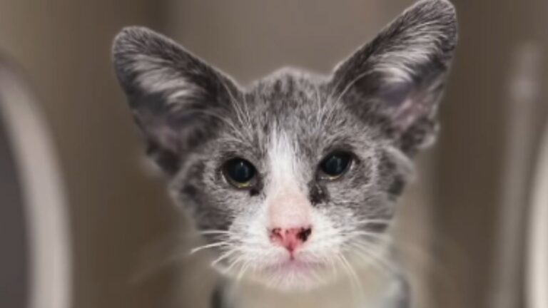 New Kitten At California Shelter Comes With An Unexpected Surprise On Its Head