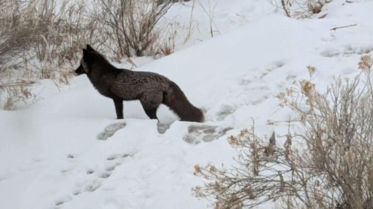 Man Notices A ‘Stray Dog’ In The Snow In Colorado, Then Realizes It’s Something Incredibly Rare