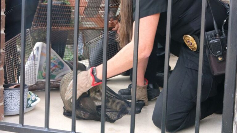 Unexpected Visitor Shows Up On Man’s Porch In Texas And It’s Like Nothing He’s Ever Seen